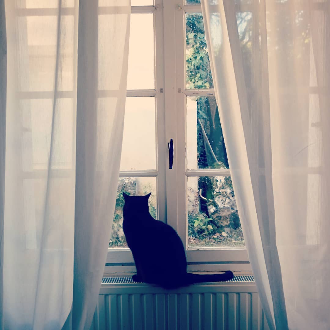 Chat à la fenêtre